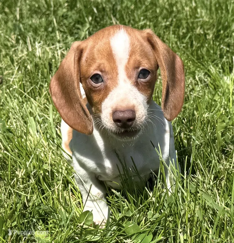 Finn – Miniature Dachshund puppy for sale in Gladwin, MI
