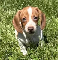 Finn, a male Miniature Dachshund for sale in Gladwin, MI – 1 of 9