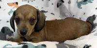 River, a female Miniature Dachshund for sale in Gladwin, MI – 3 of 4