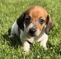 Ashley, a female Miniature Dachshund for sale in Gladwin, MI – 1 of 2