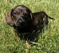Theo, a male Miniature Dachshund for sale in Gladwin, MI – 1 of 2