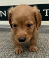 Riley, a male Miniature Dachshund for sale in Gladwin, MI – 2 of 3