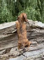 Aspyn, a female Miniature Dachshund for sale in Gladwin, MI – 2 of 2