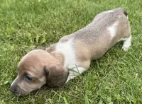 Tessa, a female Miniature Dachshund for sale in Gladwin, MI – 2 of 3