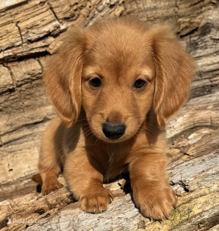 Riley – Miniature Dachshund puppy for sale in Gladwin, MI