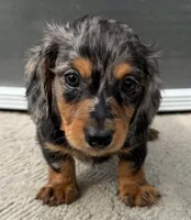 Jude, a male Miniature Dachshund for sale in Gladwin, MI – 1 of 2
