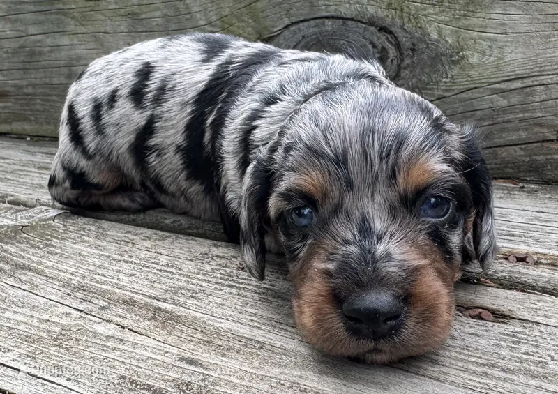 Beau – Miniature Dachshund puppy for sale in Gladwin, MI