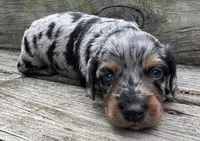 Beau, a male Miniature Dachshund for sale in Gladwin, MI – 1 of 3