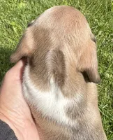 Tessa, a female Miniature Dachshund for sale in Gladwin, MI – 3 of 3