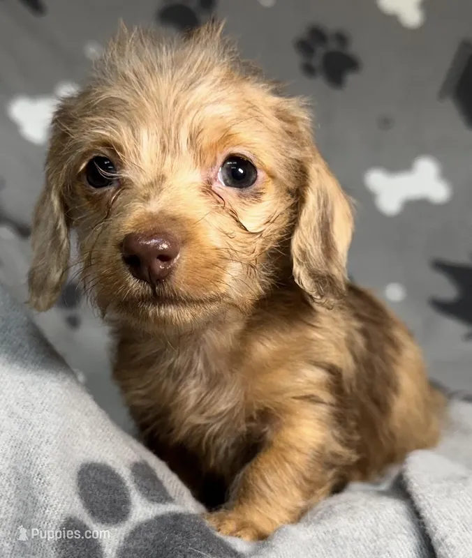 Sammie – Miniature Dachshund puppy for sale in Gladwin, MI