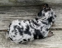 Beau, a male Miniature Dachshund for sale in Gladwin, MI – 3 of 3
