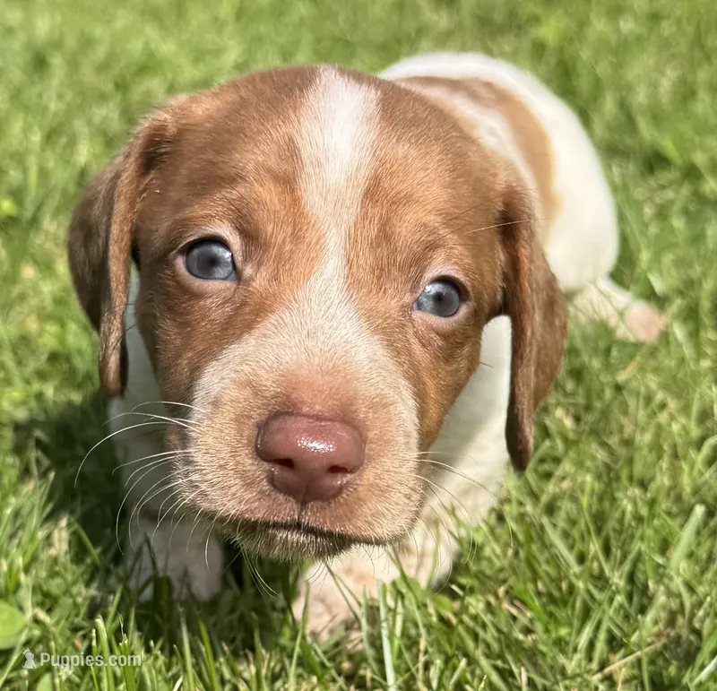 Frazier – Miniature Dachshund puppy for sale in Gladwin, MI