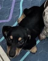 Kona, a female Miniature Dachshund for sale in Gladwin, MI – 2 of 2