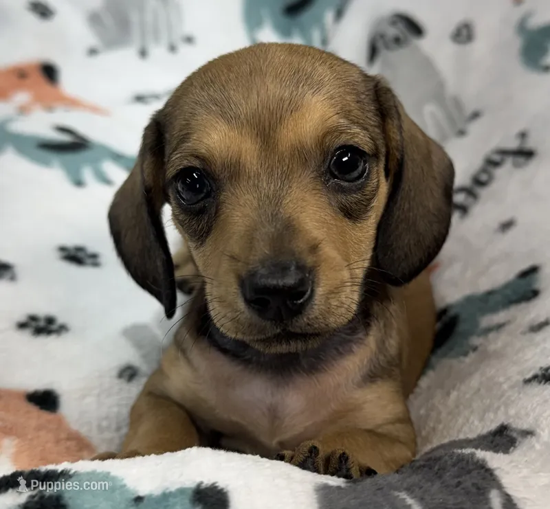 River – Miniature Dachshund puppy for sale in Gladwin, MI