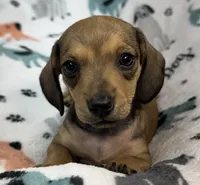 River, a female Miniature Dachshund for sale in Gladwin, MI – 1 of 4