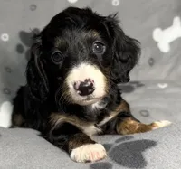 processed/20d196f5-84fd-4f8f-aac9-19669556024a/listing/3ce3ec15-4f99-42ed-b625-d14e4b9b4ddb/97daf84d-5263-47c6-8bb5-8b9c0b2ad0b9