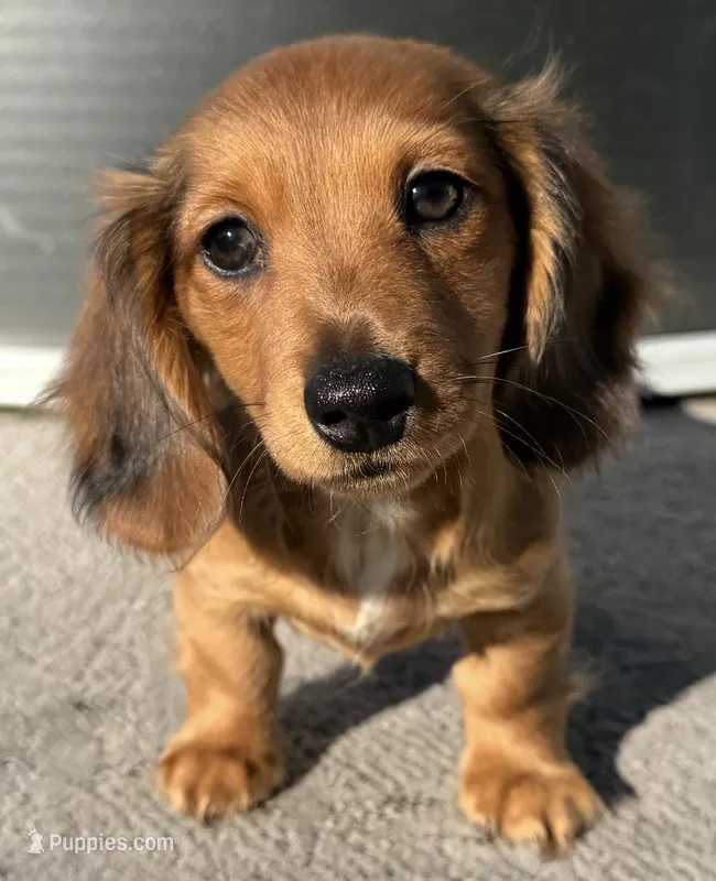 Ginger – Miniature Dachshund puppy for sale in Gladwin, MI