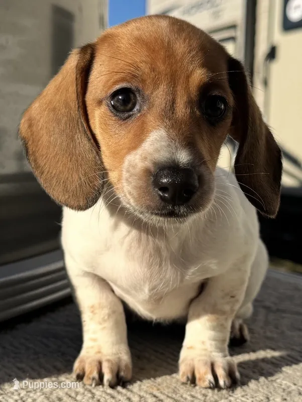 Ashley – Miniature Dachshund puppy for sale in Gladwin, MI