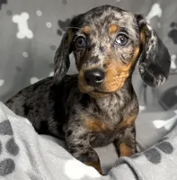 Brianna, a female Miniature Dachshund for sale in Gladwin, MI – Photo 1 of 2