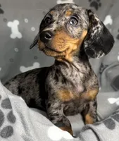 Brianna, a female Miniature Dachshund for sale in Gladwin, MI – Photo 2 of 2