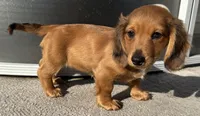 Ginger, a female Miniature Dachshund for sale in Gladwin, MI – 2 of 3