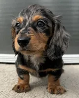 Jude, a male Miniature Dachshund for sale in Gladwin, MI – 2 of 2