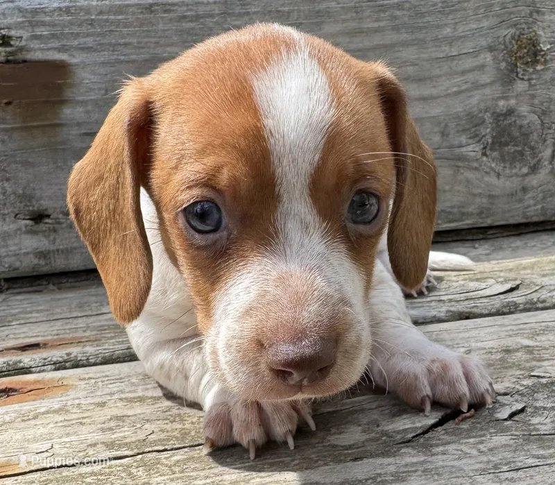 Finn – Miniature Dachshund puppy for sale in Gladwin, MI