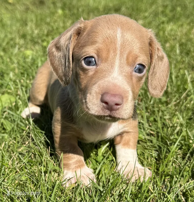 Stewart – Miniature Dachshund puppy for sale in Gladwin, MI