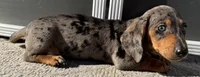 Webster, a male Miniature Dachshund for sale in Gladwin, MI – 3 of 3