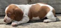 Finn, a male Miniature Dachshund for sale in Gladwin, MI – 4 of 9
