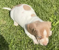Clayton, a male Miniature Dachshund for sale in Gladwin, MI – 2 of 2