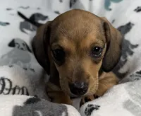 River, a female Miniature Dachshund for sale in Gladwin, MI – 2 of 4