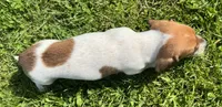 Ashley, a female Miniature Dachshund for sale in Gladwin, MI – 2 of 2