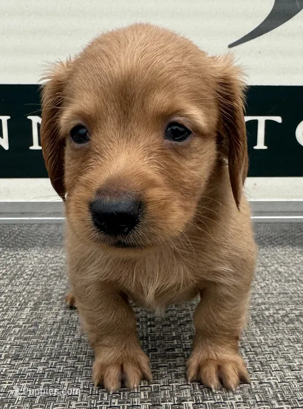 Riley – Miniature Dachshund puppy for sale in Gladwin, MI