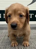 Riley, a male Miniature Dachshund for sale in Gladwin, MI – 1 of 3