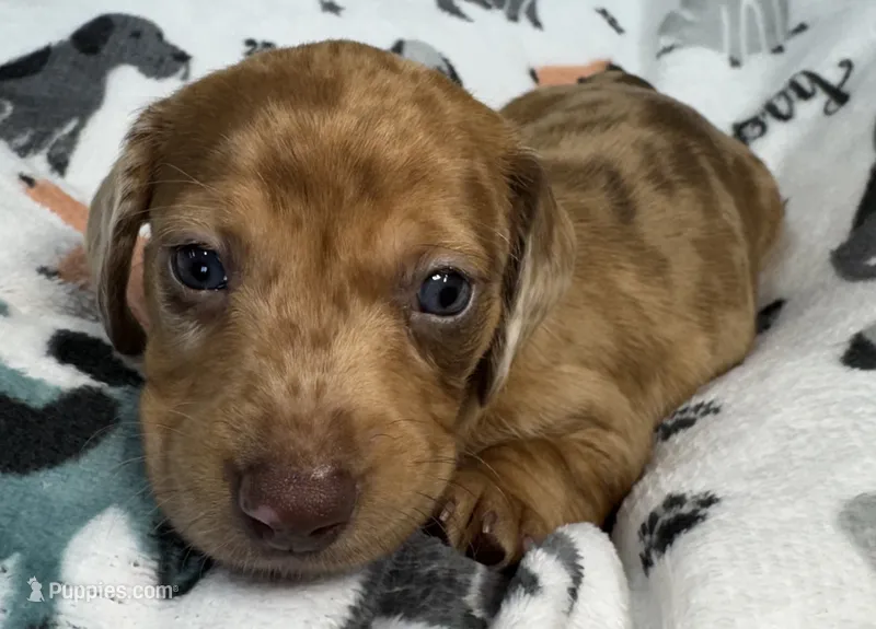 Bennett – Miniature Dachshund puppy for sale in Gladwin, MI