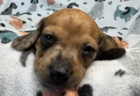 Aspyn, a female Miniature Dachshund for sale in Gladwin, MI – 1 of 3