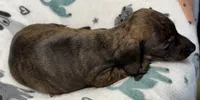 Myah, a female Miniature Dachshund for sale in Gladwin, MI – 2 of 3