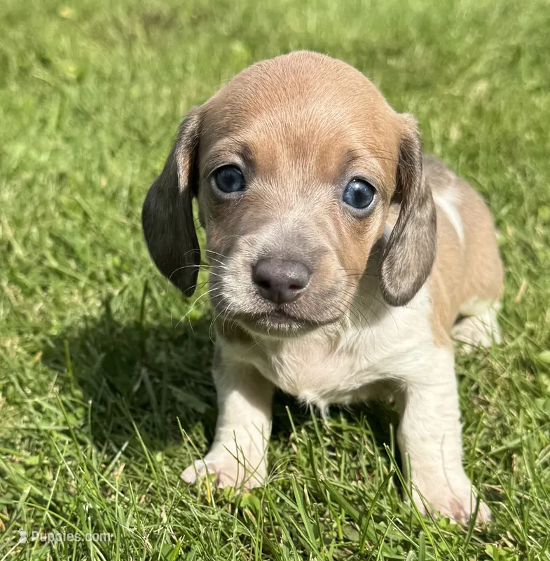 Tessa – Miniature Dachshund puppy for sale in Gladwin, MI