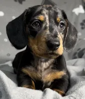 Boone, a male Miniature Dachshund for sale in Gladwin, MI – Photo 2 of 4
