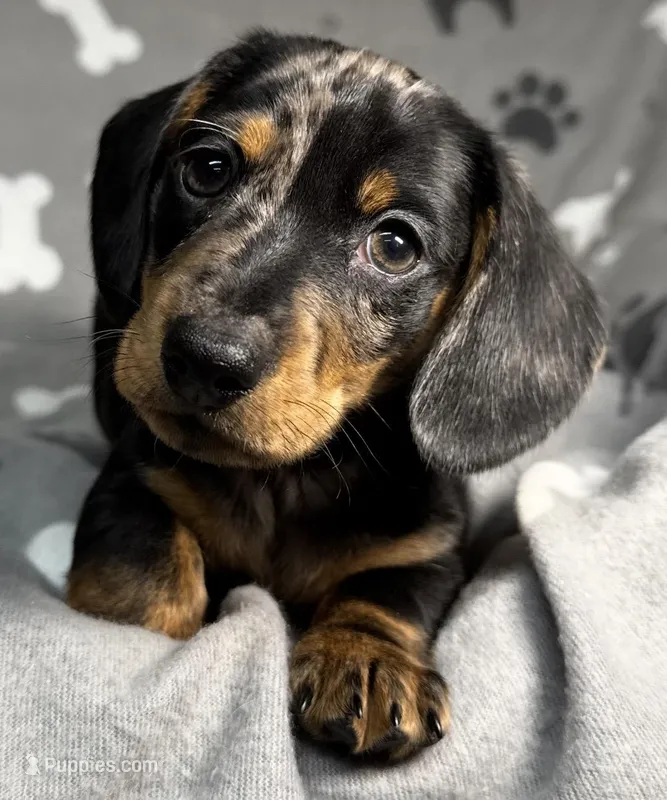 Boone, a male Miniature Dachshund for sale in Gladwin, MI – Photo 1 of 4