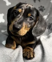 Boone, a male Miniature Dachshund for sale in Gladwin, MI – Photo 1 of 4