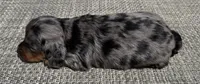 Darla, a female Miniature Dachshund for sale in Gladwin, MI – 3 of 4