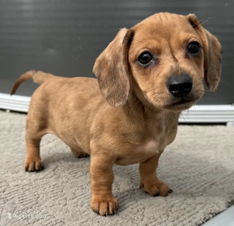 Whitney – Miniature Dachshund puppy for sale in Gladwin, MI