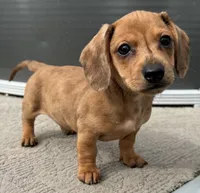 Whitney, a female Miniature Dachshund for sale in Gladwin, MI – 1 of 2