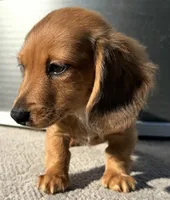 Ginger, a female Miniature Dachshund for sale in Gladwin, MI – 3 of 3