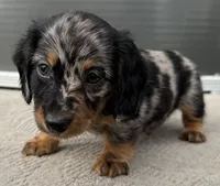 Forrest, a male Miniature Dachshund for sale in Gladwin, MI – 2 of 2