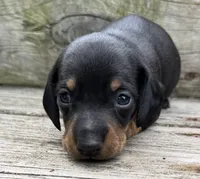 Butler, a male Miniature Dachshund for sale in Gladwin, MI – 1 of 2