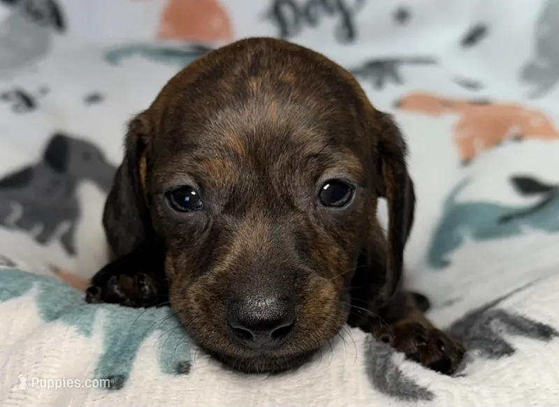 Myah – Miniature Dachshund puppy for sale in Gladwin, MI