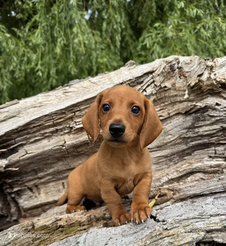 Marshall – Miniature Dachshund puppy on hold in Gladwin, MI